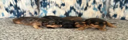 Cockapoo dogs for sale: F1 show line cockapoo puppies - Advert 28