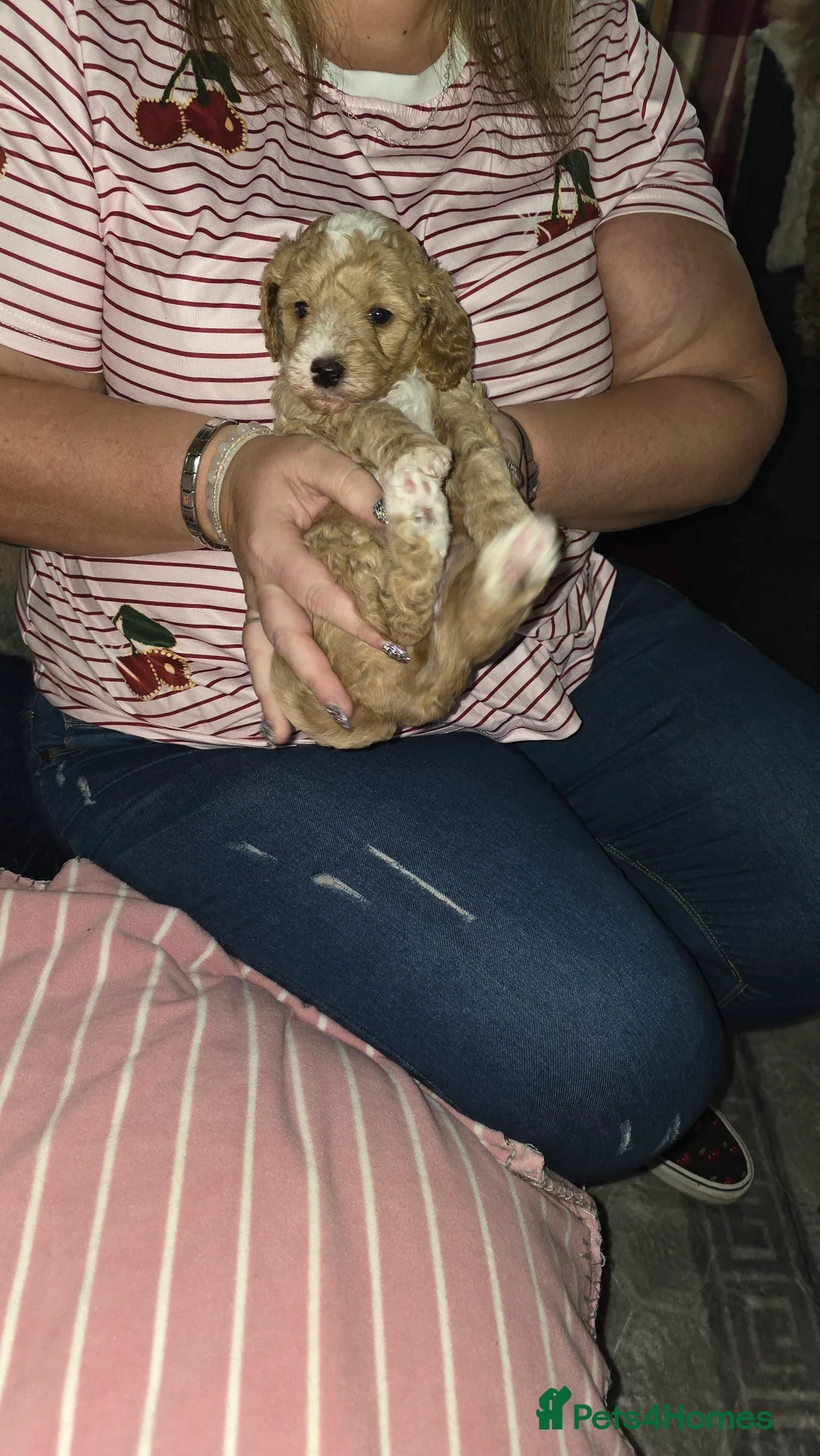Cockapoo dogs for sale: Stunning toy F2b cockapoos  in Bathgate - Advert 9