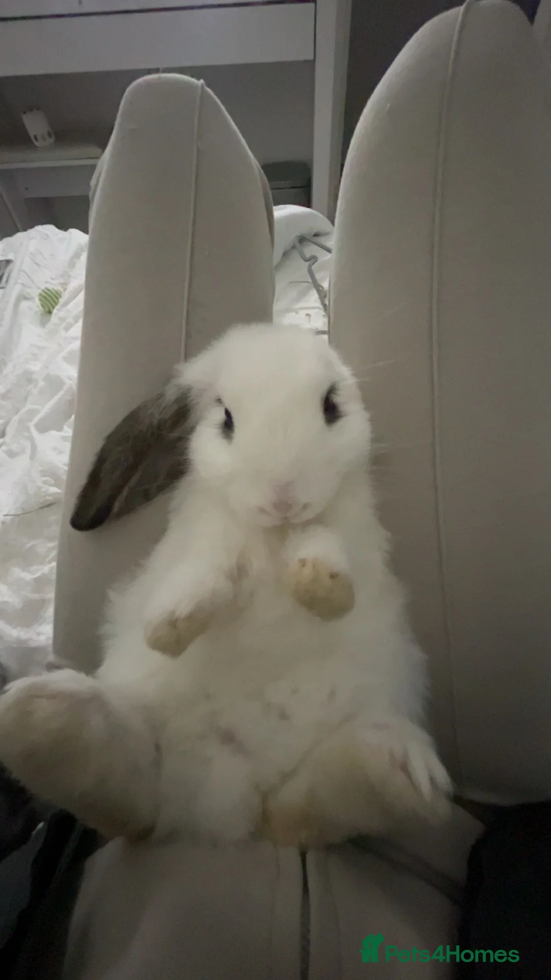 English Lop rabbits for sale: loppy eared bunny. in Swanley - Advert 1
