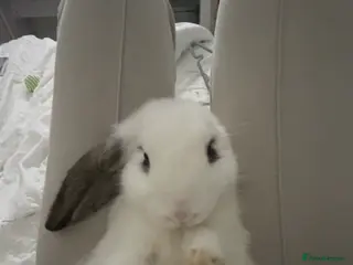 English Lop rabbits loppy eared bunny. - Advert 3