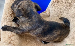 Jack Russell dogs for sale: Bob tail jacks  - Image 6