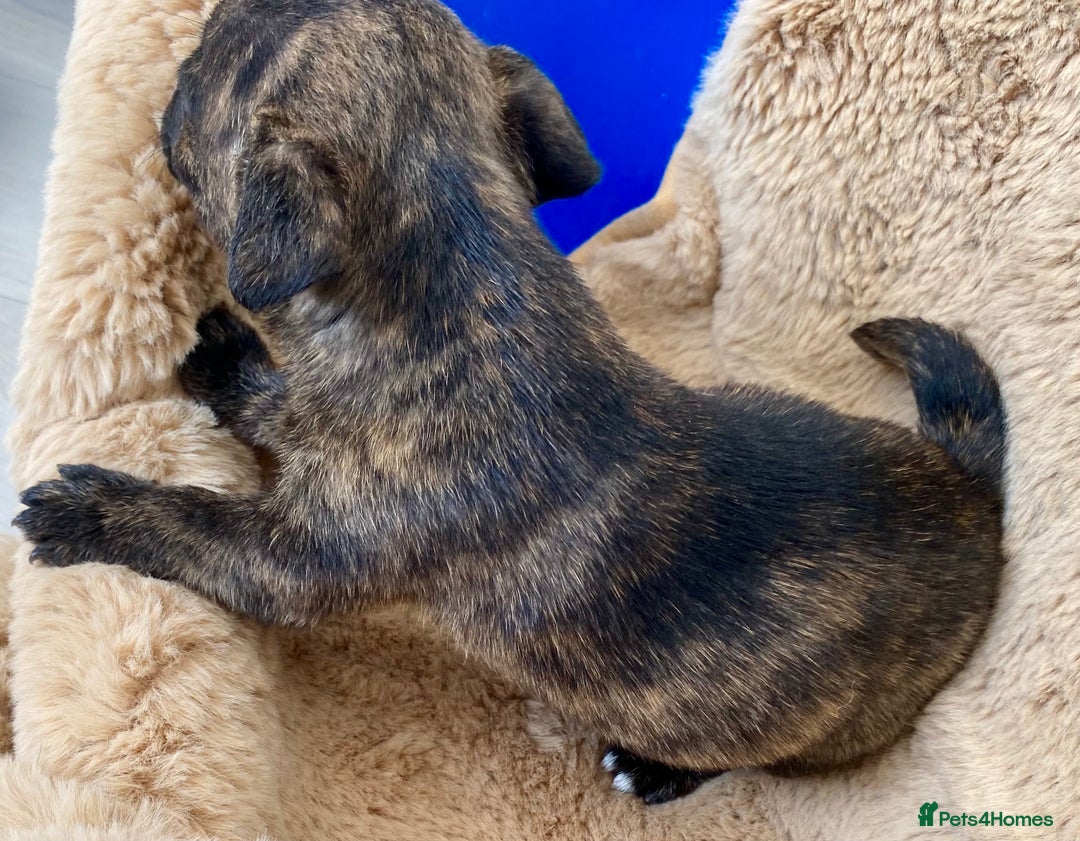 Jack Russell dogs for sale: Bob tail jacks  - Image 6