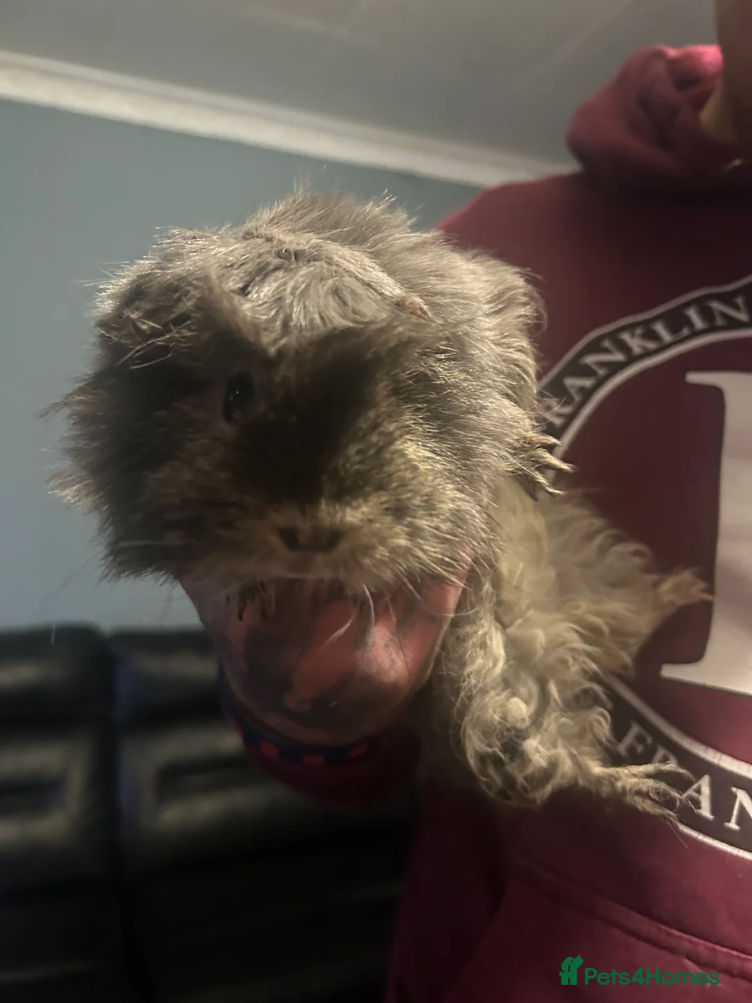 Guinea Pig rodents for sale: Guinea pigs for sale  - Advert 2