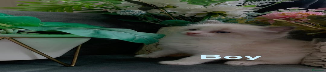 Ragdoll Kitten 1
