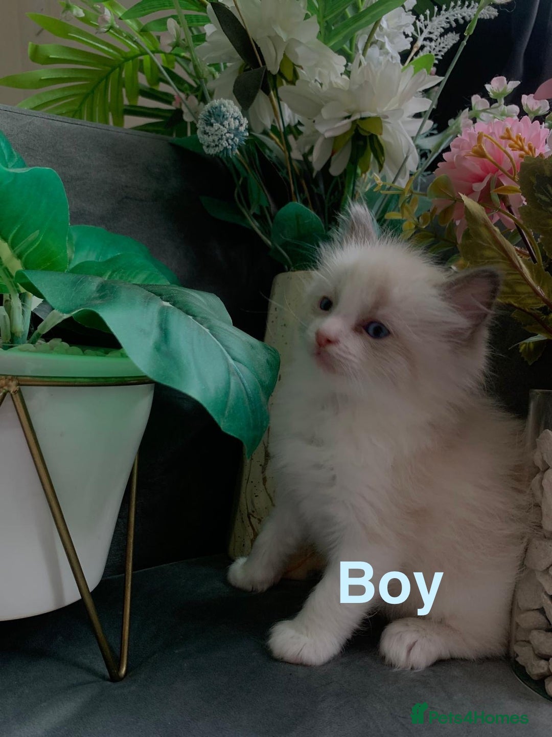 Ragdoll cats for sale: Pure Ragdoll kitten - Image 3