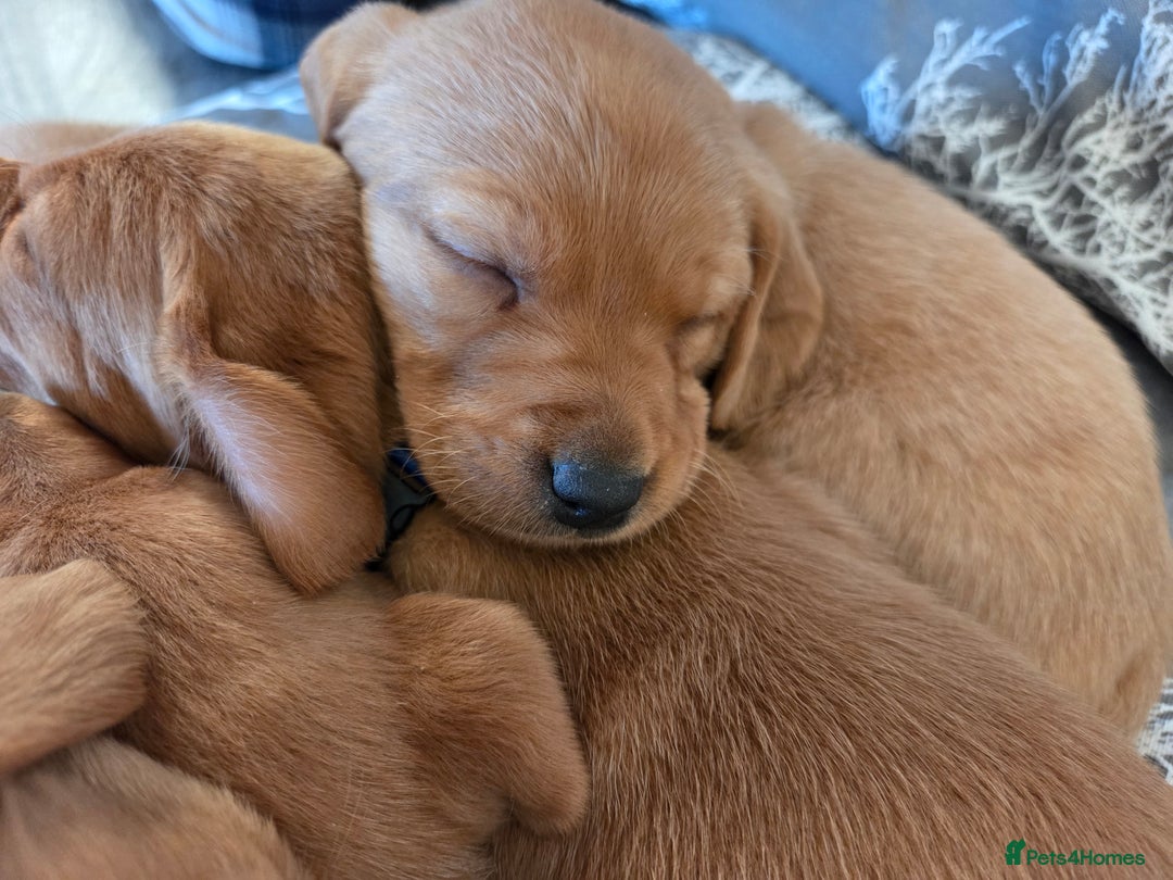 Labrador Retriever dogs for sale: Stunning Red fox labrador puppies  - Advert 5