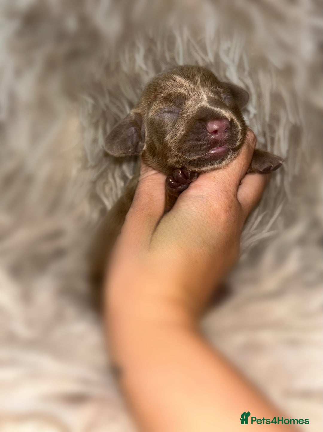 Miniature Dachshund dogs for sale: Tiny miniature kc dachshunds  - Image 14