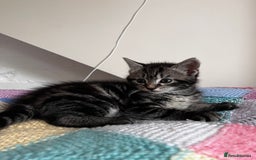 Mixed Breed cats for sale: Playful kittens ready to leave! - Image 15