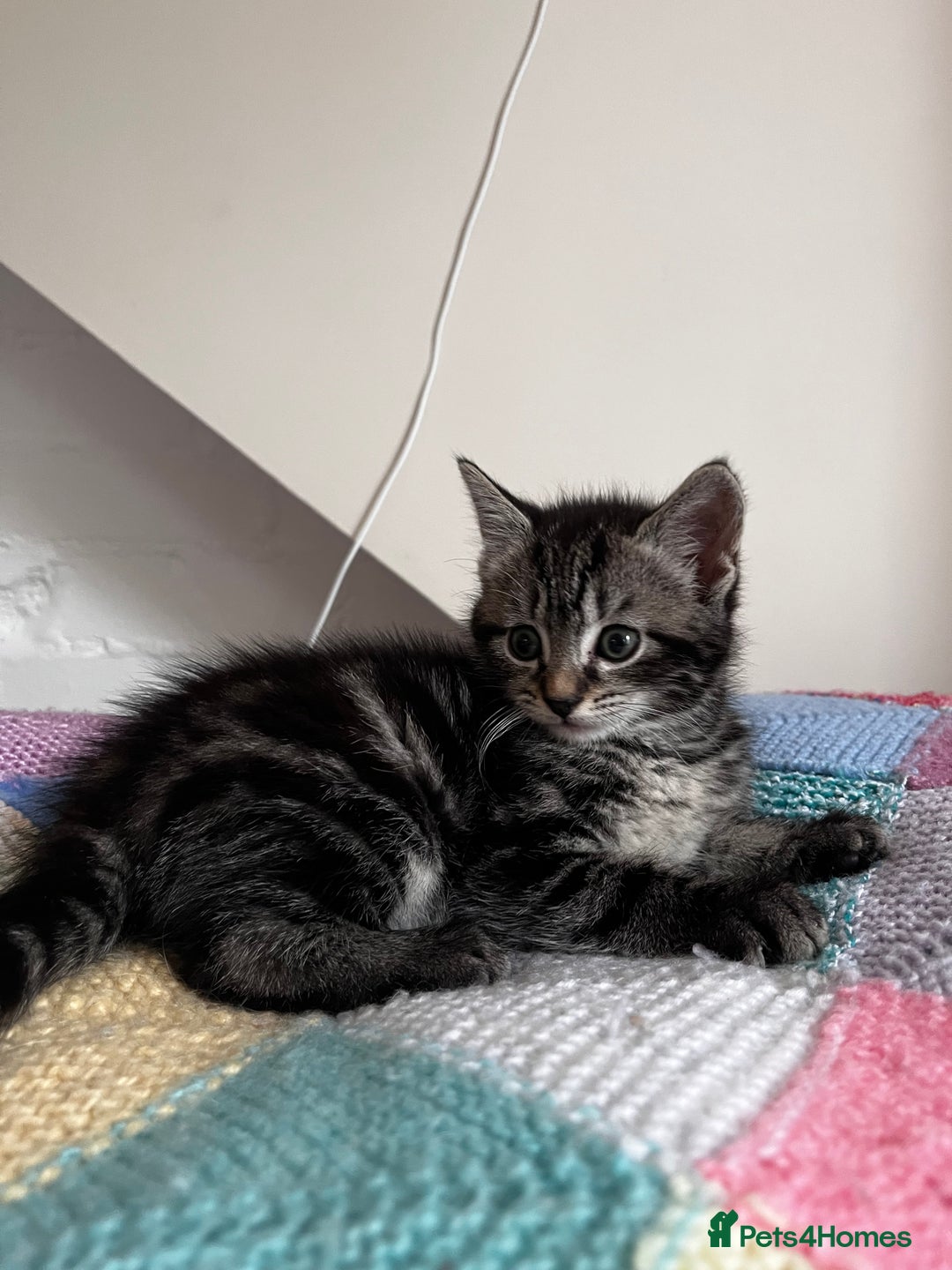 Mixed Breed cats for sale: Playful kittens ready to leave! - Image 15