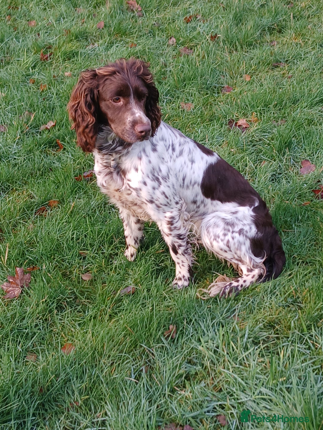 Sprocker dogs for sale: Sprocker spaniel - Advert 1