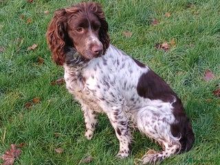 Sprocker dogs Sprocker spaniel - Advert 1