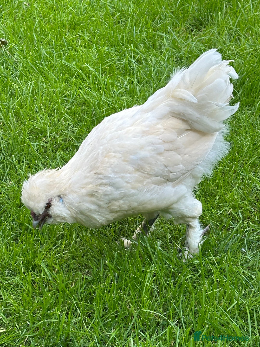Chickens poultry for sale: Rooster needing a new home - Advert 3