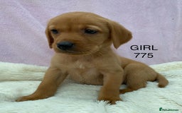 Labrador Retriever dogs for sale: Labrador Retriever - Image 35