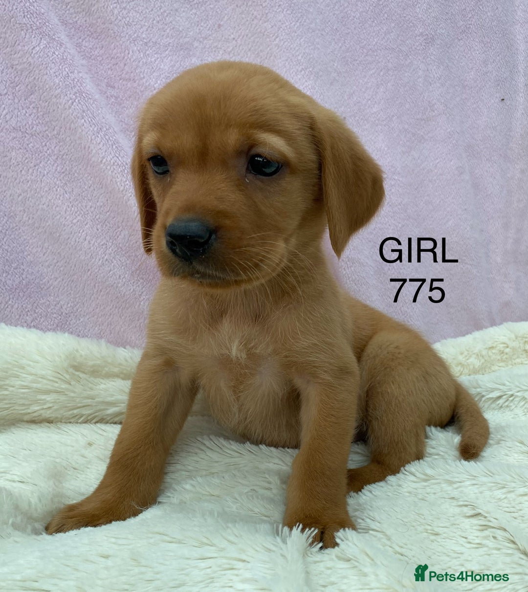 Labrador Retriever dogs for sale: Labrador Retriever - Image 35