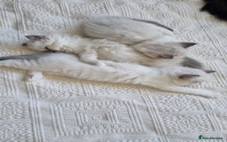 Ragdoll cats for sale: Ragdoll kittens  - Image 3