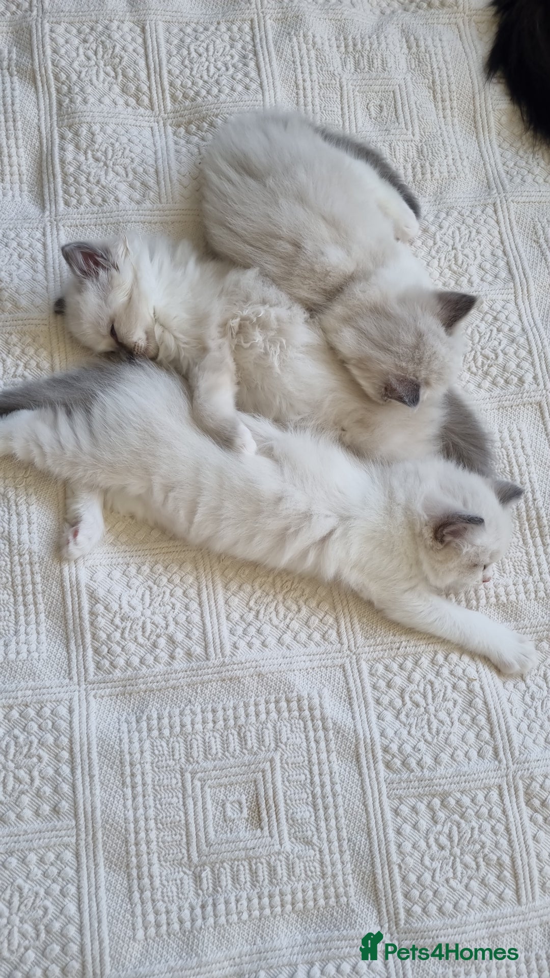 Ragdoll cats for sale: Ragdoll kittens  - Image 3