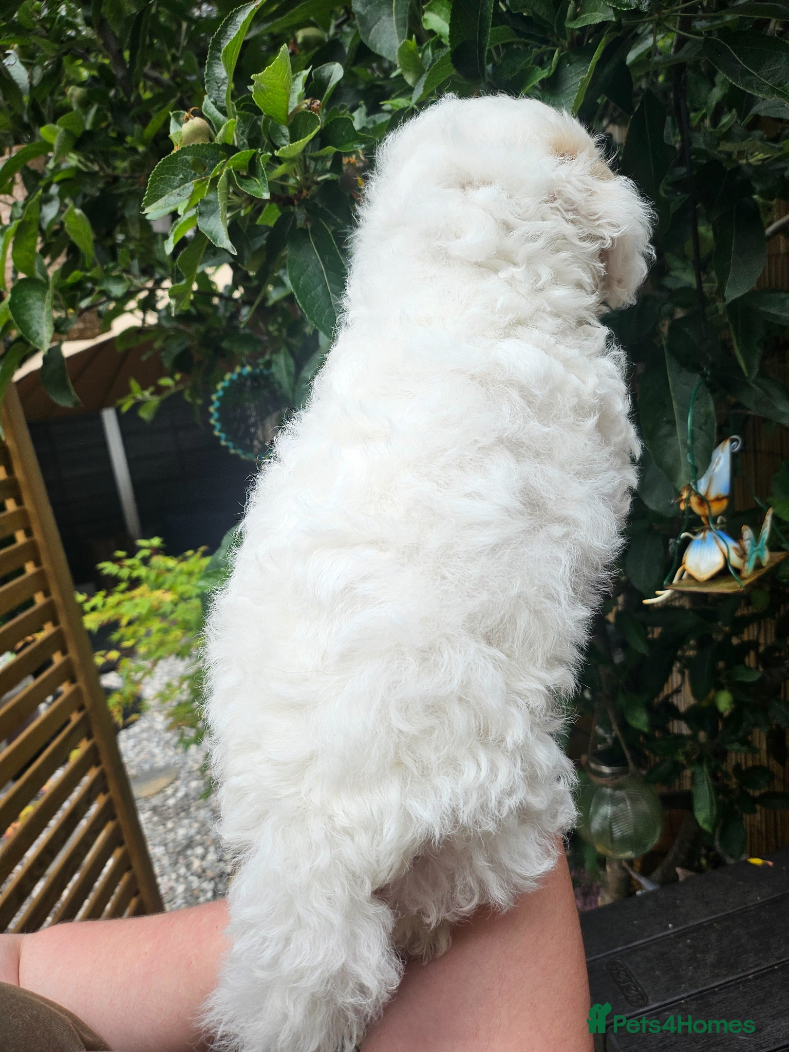 Shihpoo dogs for sale: 🌟 Little Stars🌟  - Advert 8
