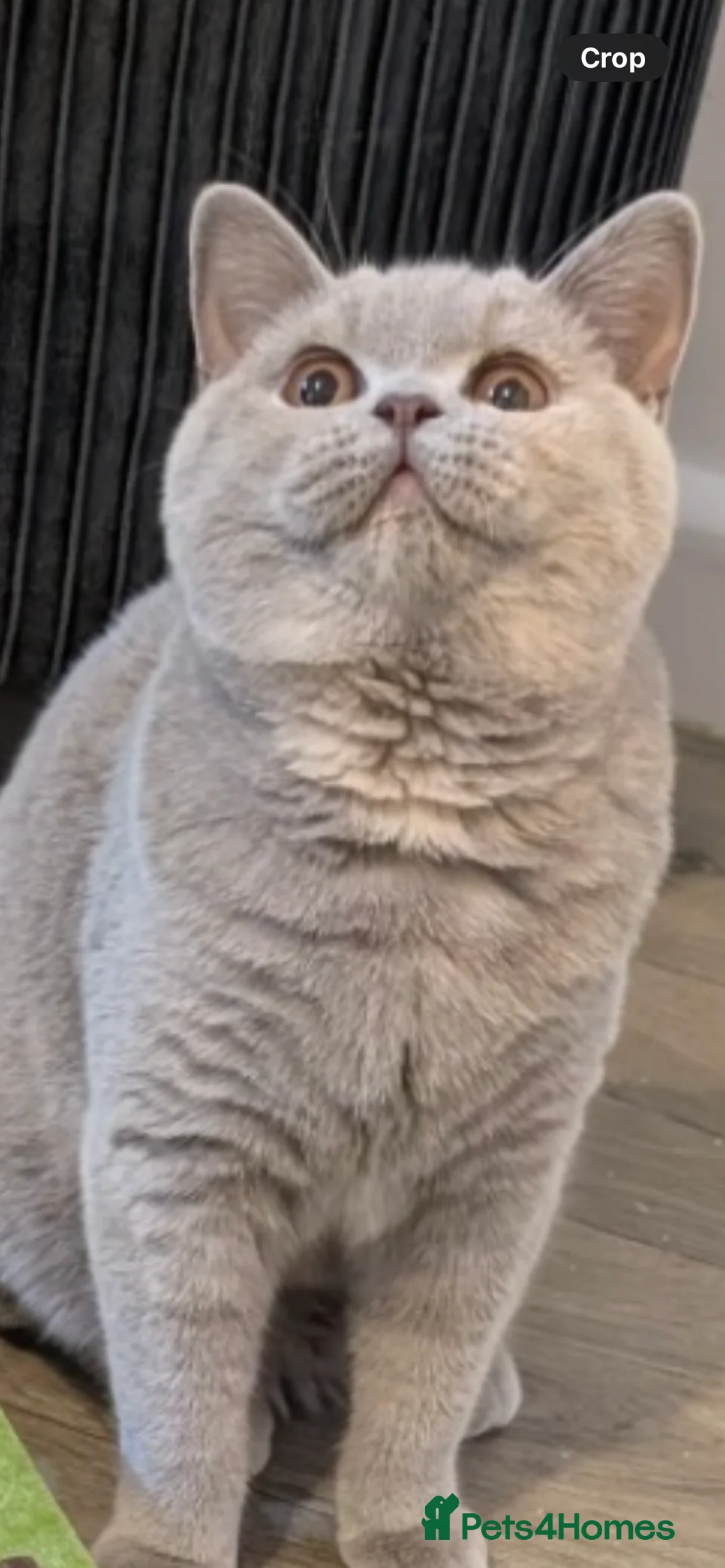 British Shorthair cats for sale: Active Gccf and Tica lilac tortie girl  - Advert 4