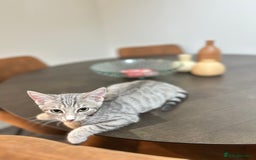 British Shorthair cats for sale: Cute kittens in Leicester - Image 1