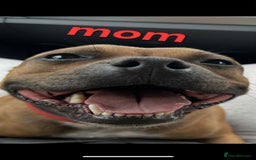 Staffordshire Bull Terrier dogs for sale: Red little one ❤️ - Image 29