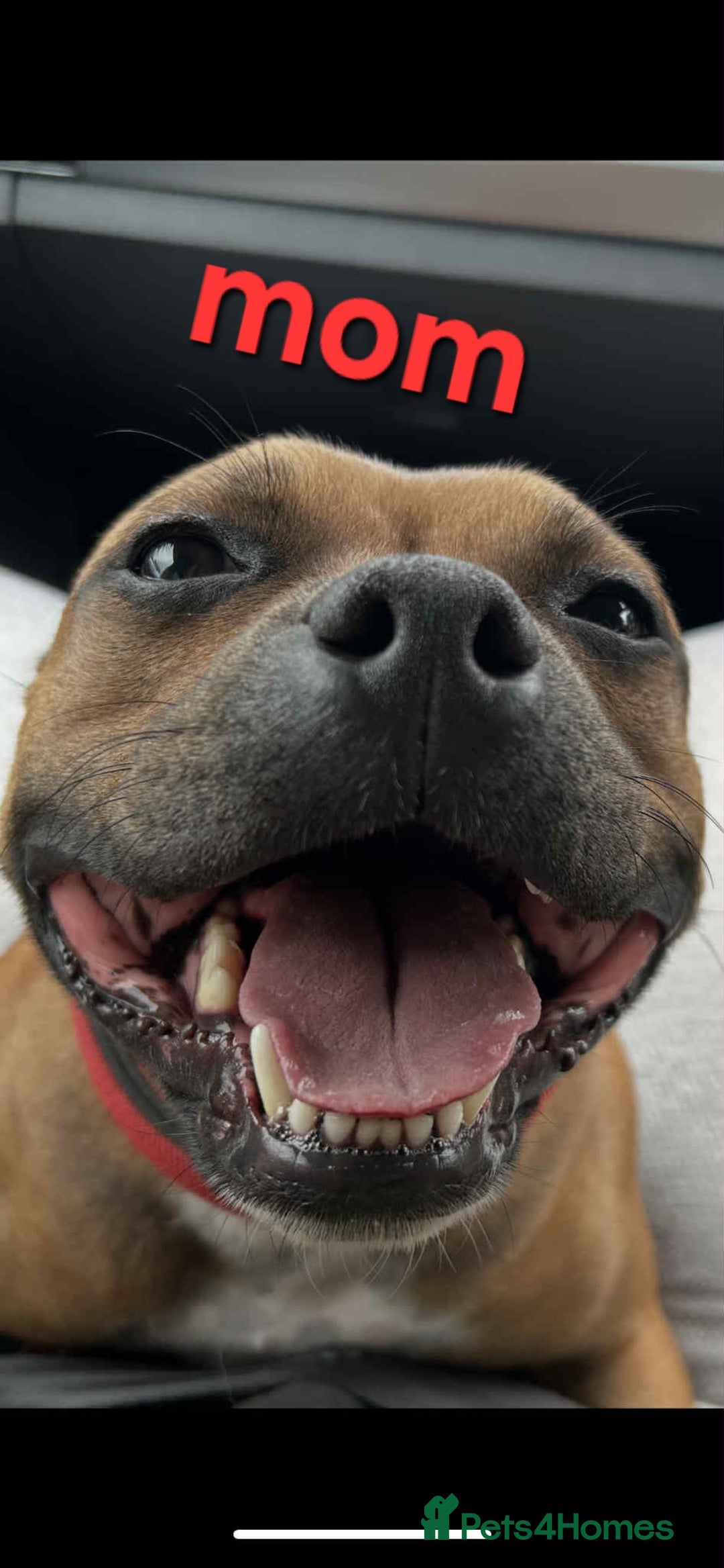 Staffordshire Bull Terrier dogs for sale: Red little one ❤️ - Image 29