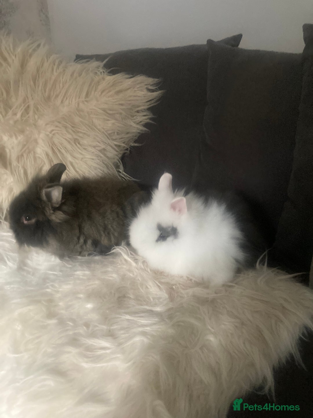 Lionhead rabbits for sale: Beautiful DoubleMane Lionhead Baby Bunnies/Rabbits - Image 4
