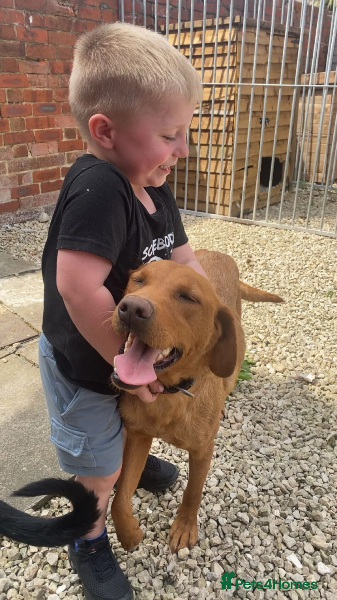 Labrador Retriever dogs for sale: Labrador  - Advert 2