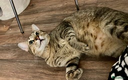 Arabian Mau cats for adoption: Kevin is looking for his human  - Advert 1