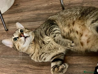 Arabian Mau cats Kevin is looking for his human - Advert 2