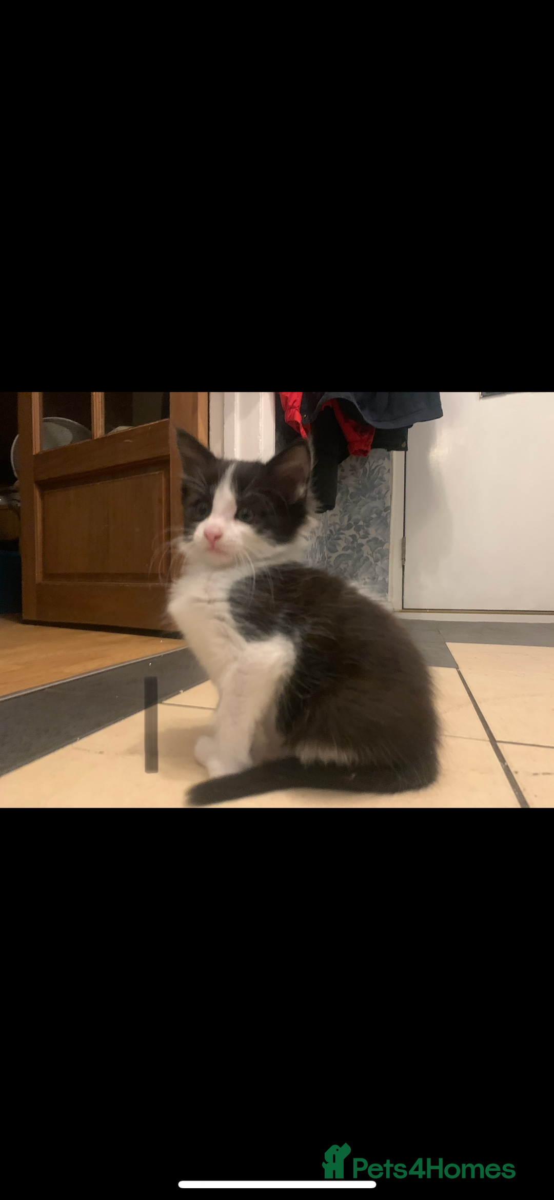 Mixed Breed cats for sale: 5 beautiful kittens ready for their forever home  - Image 2