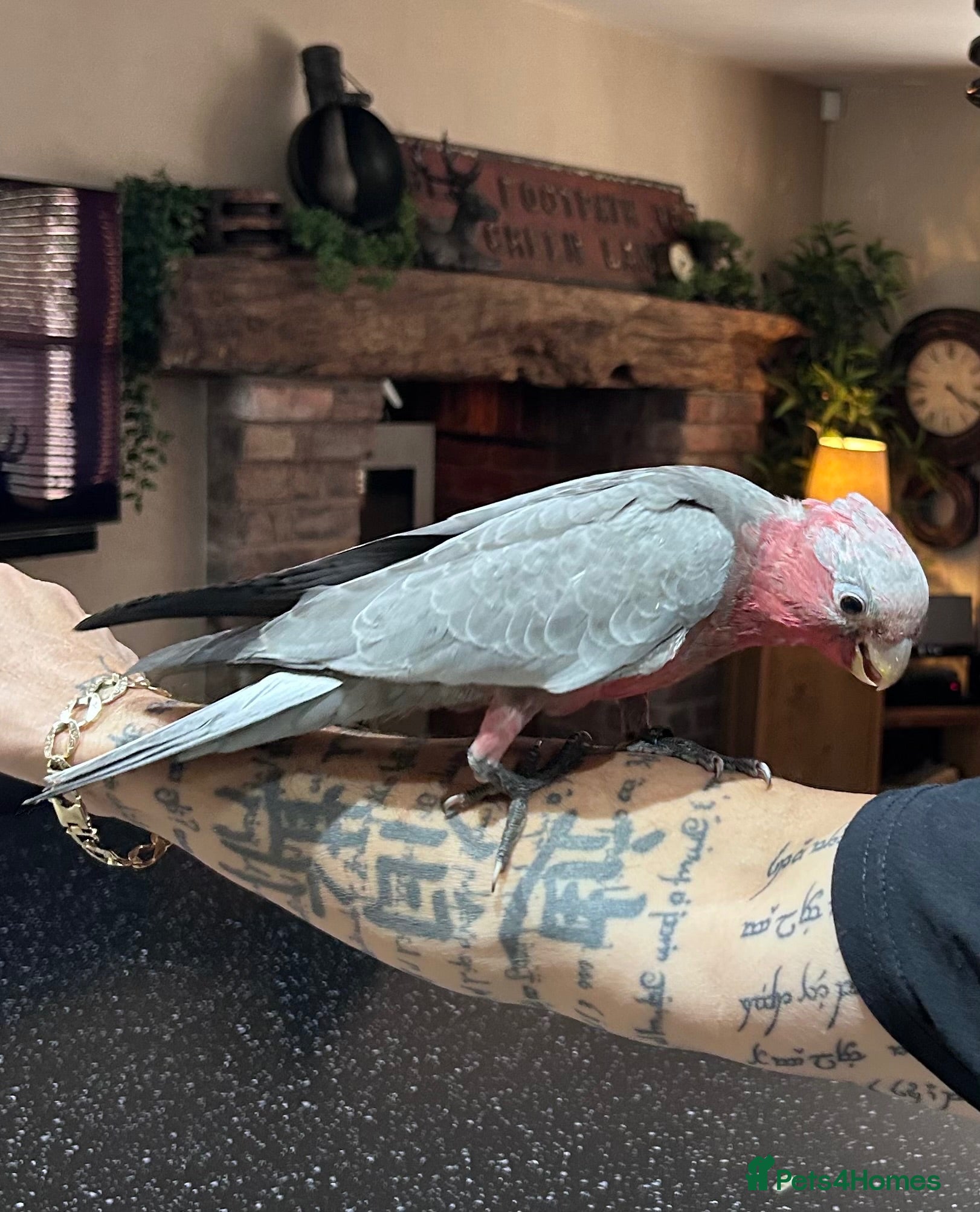 Cockatoo birds Hand reared baby Galah Cockatoo  - Advert 1