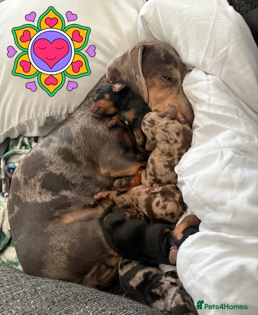 Miniature Dachshund dogs for sale: Miniature Dachshund Pups ready 25/02/2026 - Advert 6