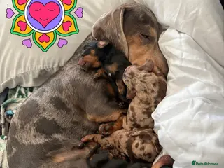 Miniature Dachshund dogs Miniature Dachshund Pups ready 25/02/2026 - Advert 3