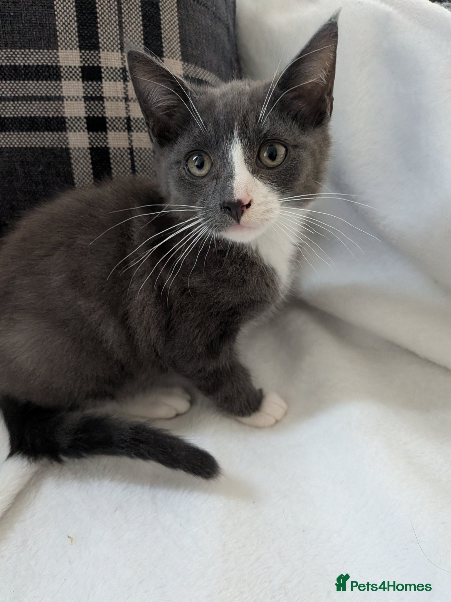 Mixed Breed cats for sale: 9 week old beautiful kittens  in Bognor Regis - Advert 3
