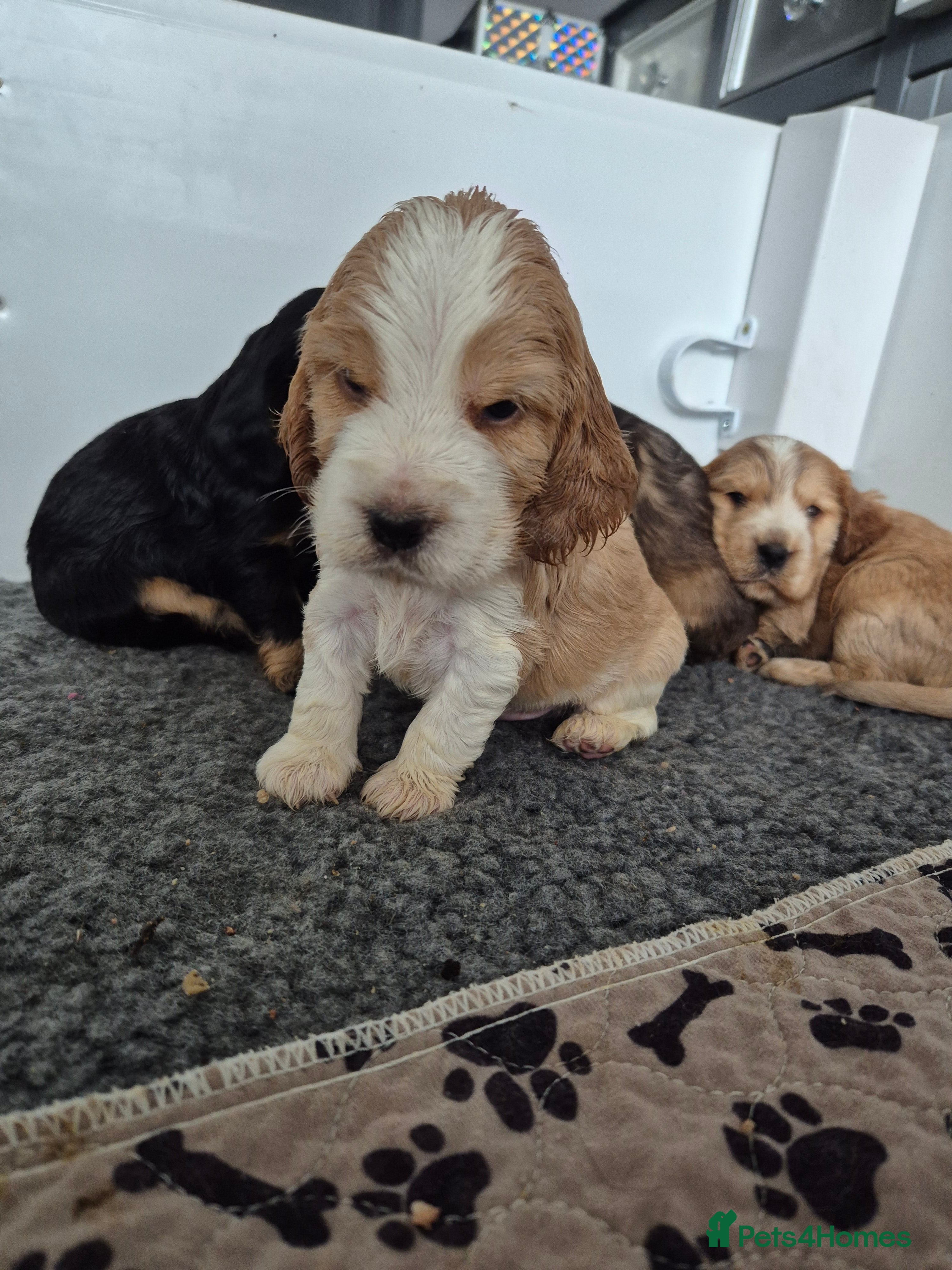 Cocker Spaniel dogs Outstanding Cocker Spaniel puppies - Advert 2