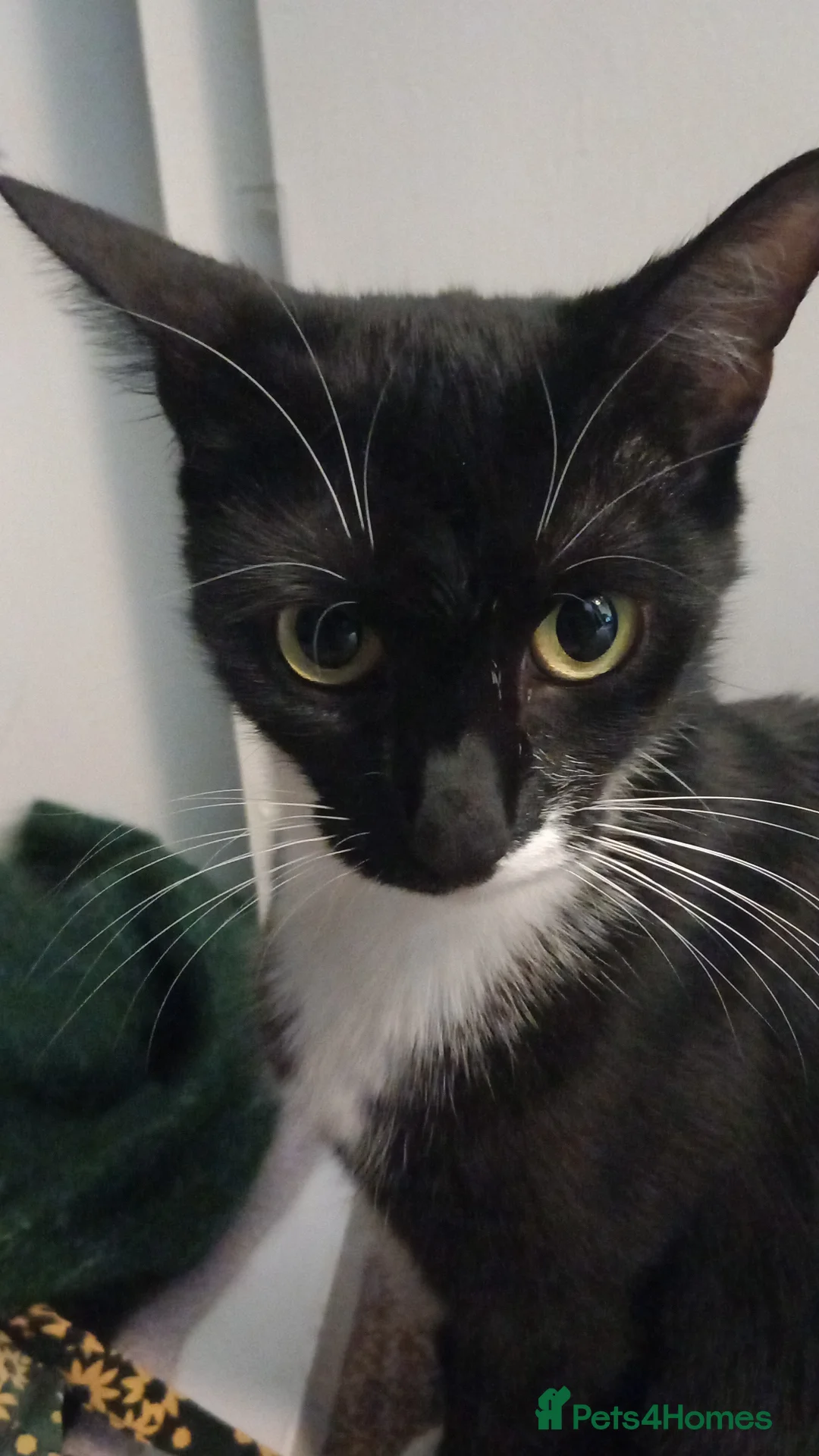Mixed Breed cats for sale: One male kitten available - Advert 2