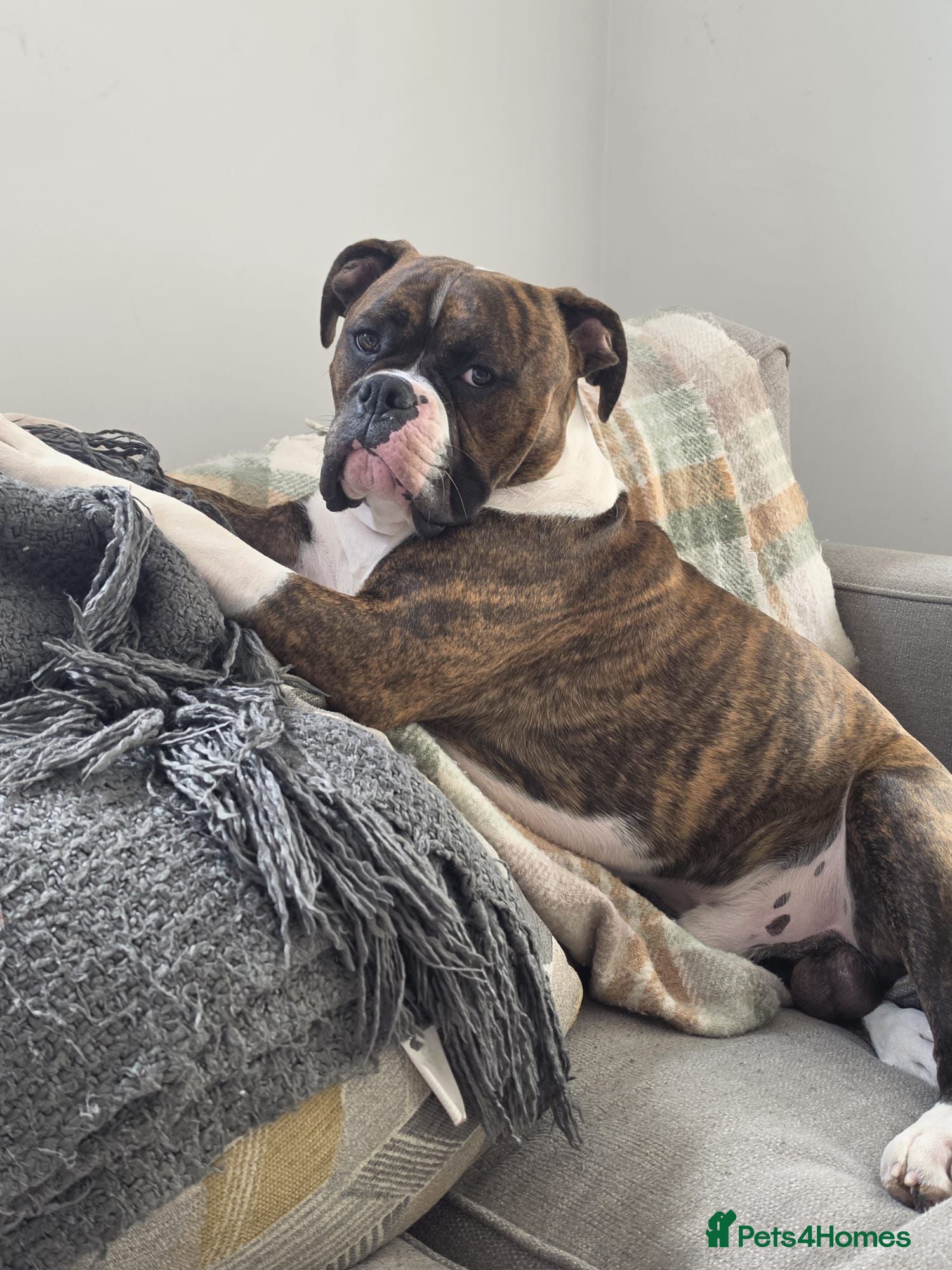 Mixed Breed dogs Reggie - Advert 16