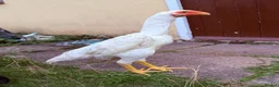 Chickens poultry for sale: WHITE O SHAMO CHICKENS - Advert 1