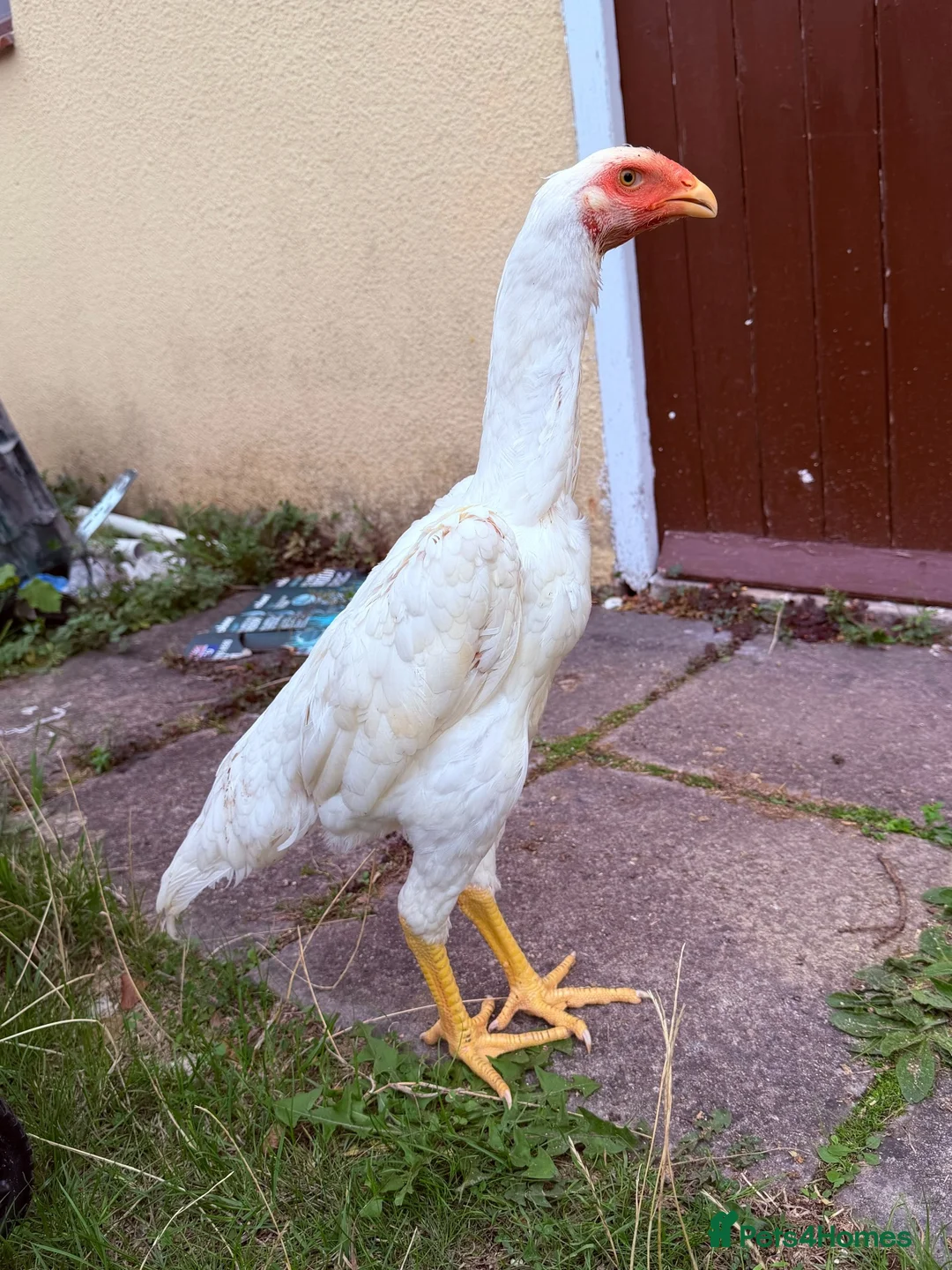 Chickens poultry for sale: WHITE O SHAMO CHICKENS - Advert 1