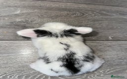 Mini Lop rabbits for sale: Pure breed Minilop babies  - Image 10