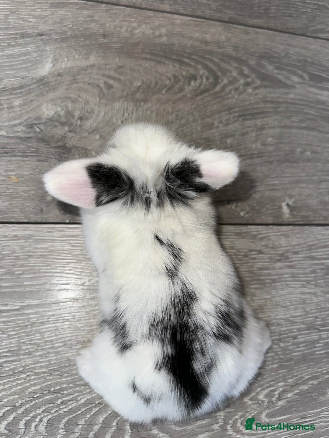 Mini Lop rabbits for sale: Pure breed Minilop babies  - Image 10