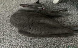 British Shorthair cats for sale: British short hair for sale  - Image 5