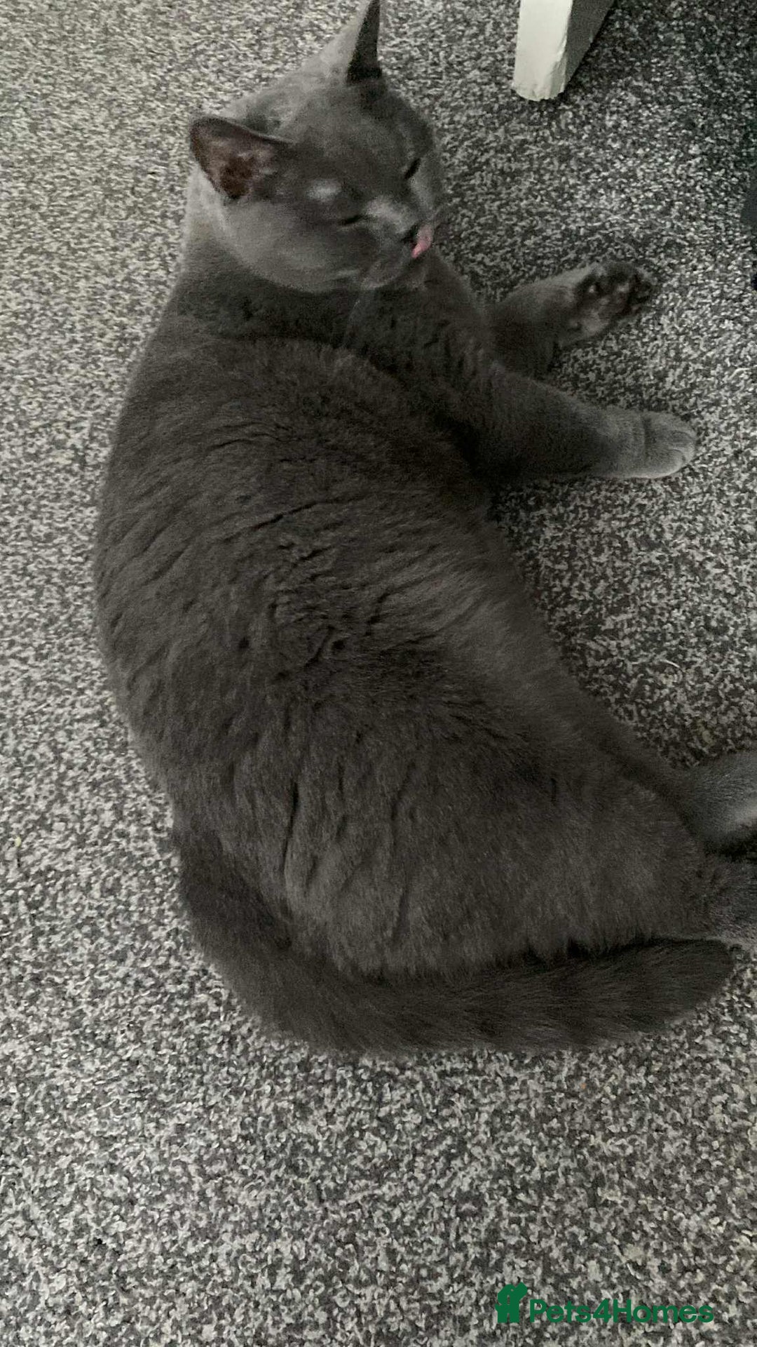 British Shorthair cats for sale: British short hair for sale  - Image 5