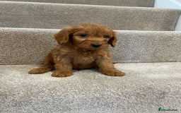 Cockapoo dogs for sale: Cockapoo puppies ready now  - Image 13