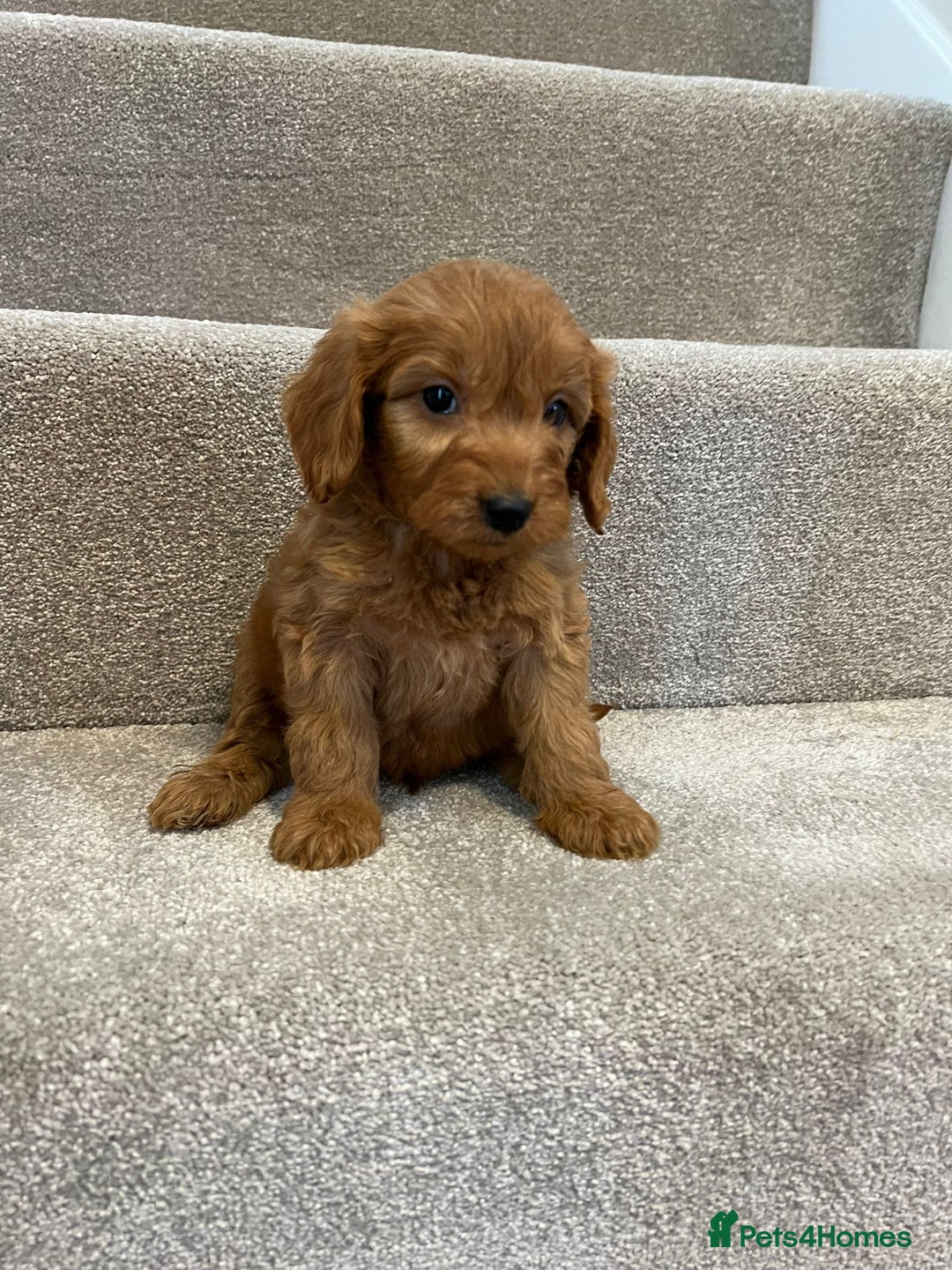 Cockapoo dogs for sale: Cockapoo puppies ready now  - Image 13