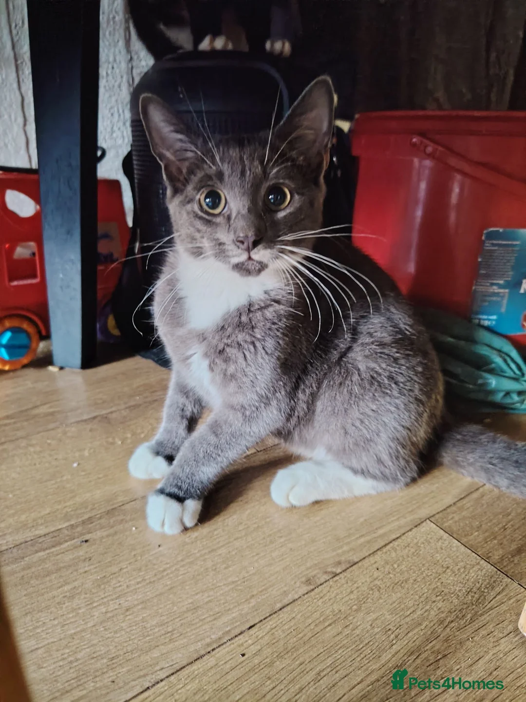 Mixed Breed cats for sale: ur sweet kittens ready to steal your heart. - Advert 2