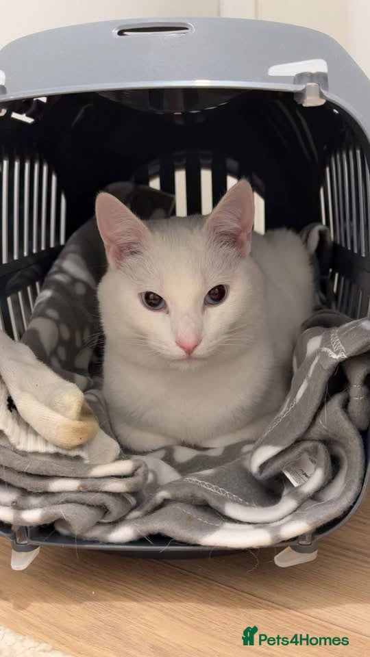 Turkish Angora cats Turkish angora/mixed breed beautiful blue eyed boy - Advert 1