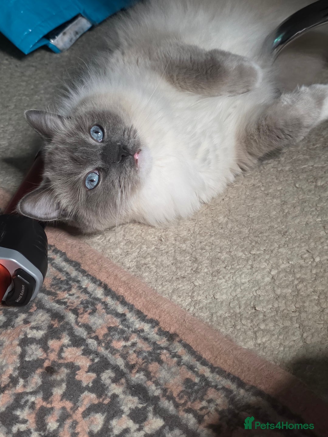 Ragdoll cats for sale: Beautiful Loving Boy - Advert 7