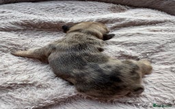 French Bulldog dogs for sale: Litter of mixed colour French bulldog puppies  - Advert 22