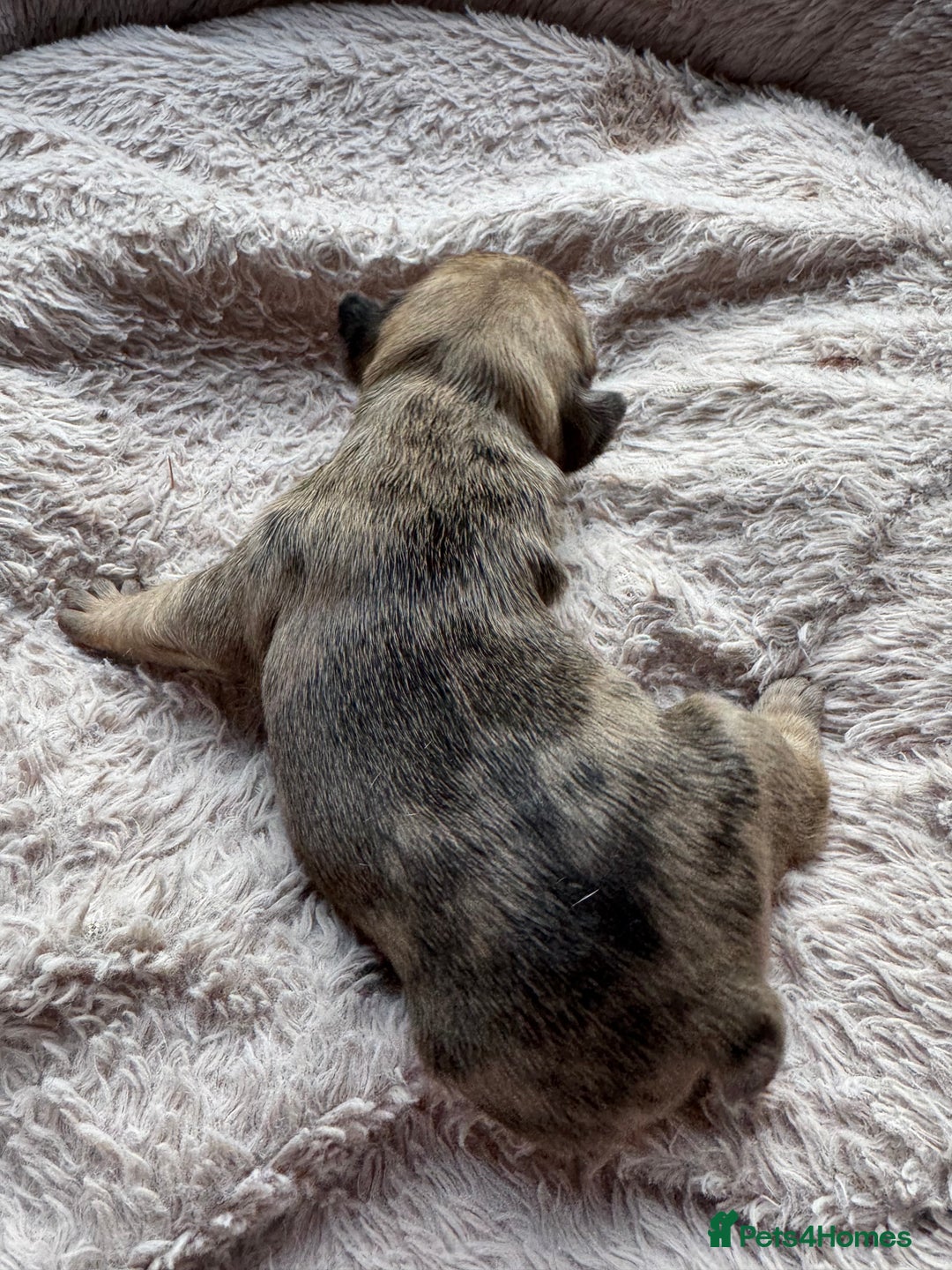 French Bulldog dogs for sale: Litter of mixed colour French bulldog puppies  - Advert 22